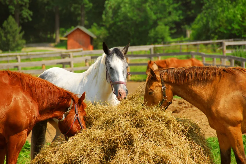 Horses-Hay-Ulcers.jpg