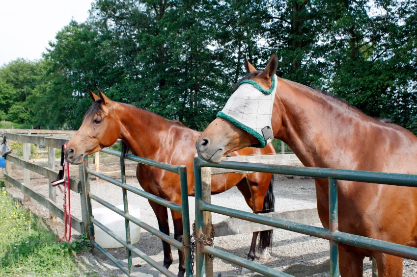 Fly-Mask-Jitterbug.jpg