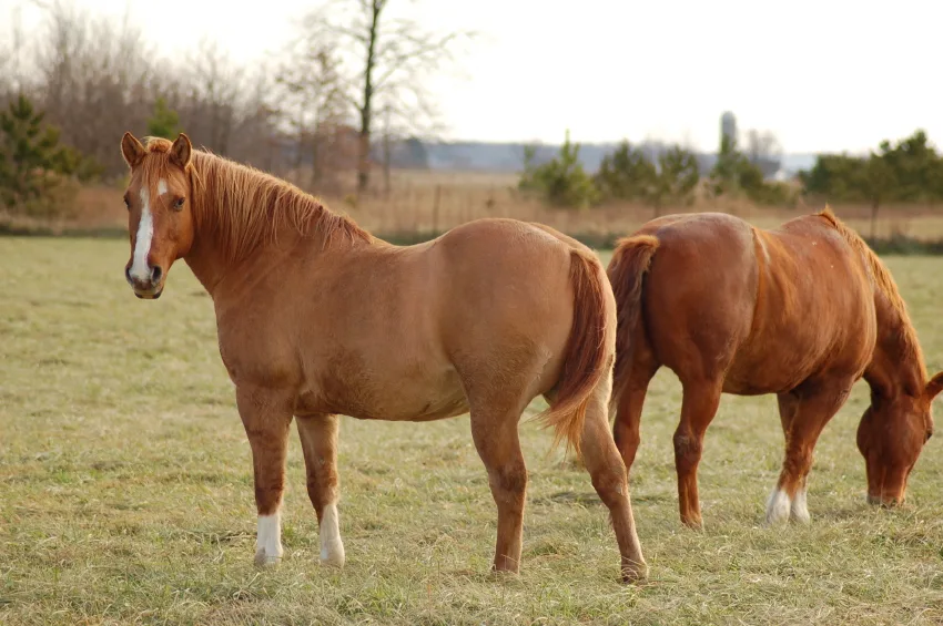 iStock_Fat-Horses.jpg