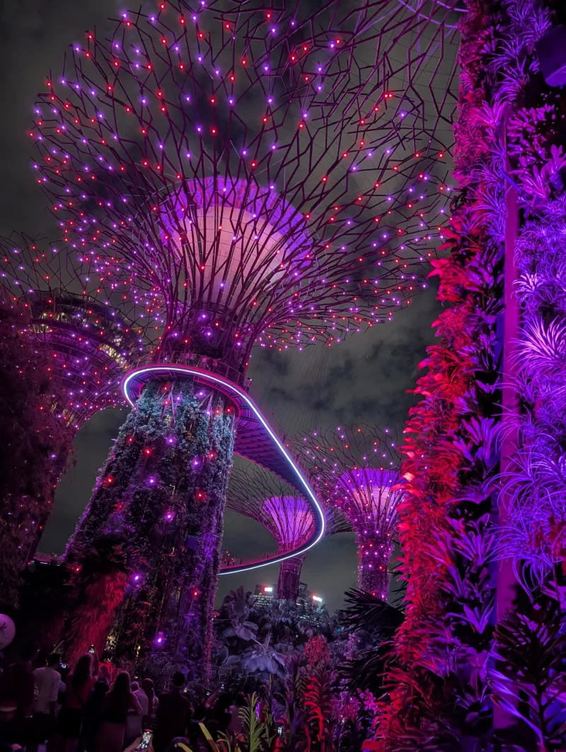 31_sg_trees_pink_h7xp3q - Hallo Singapur!