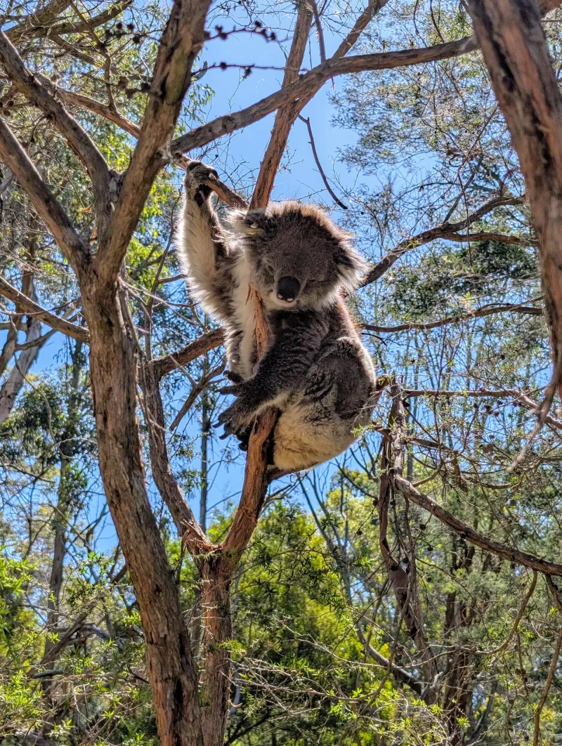 34_phillipisland_sanctuary_koala_2_vepw4s - Hallo Melbourne!