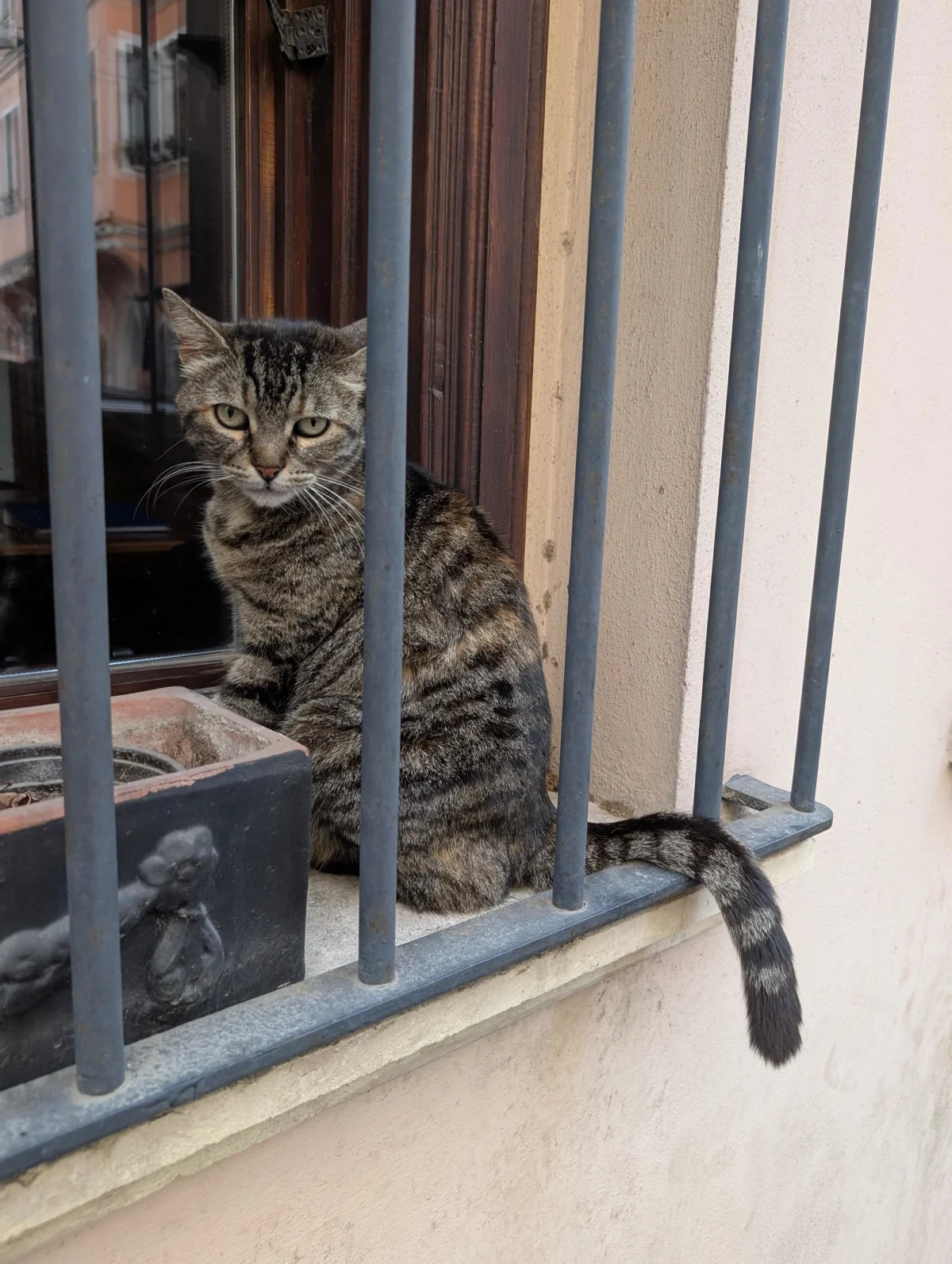 istanbul cat 2 sxyoil - Hallo Istanbul!