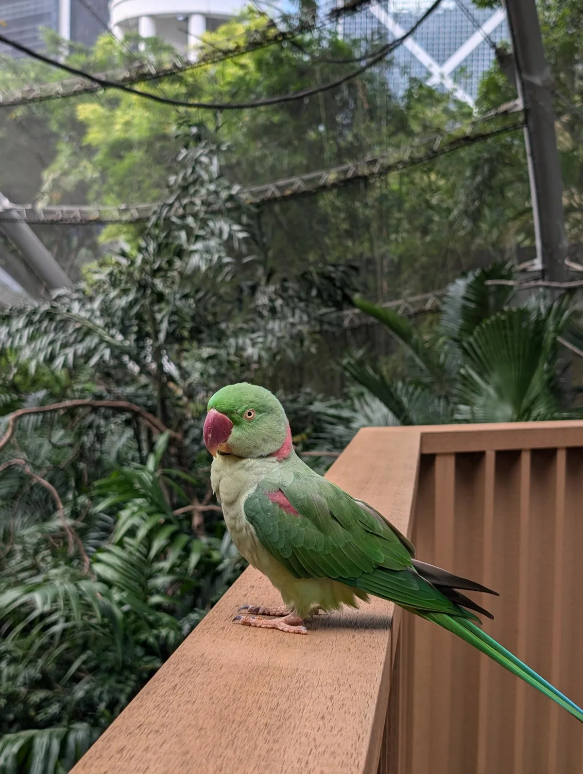 hk aviary 4 bk8ls3 - Grünes Hong Kong