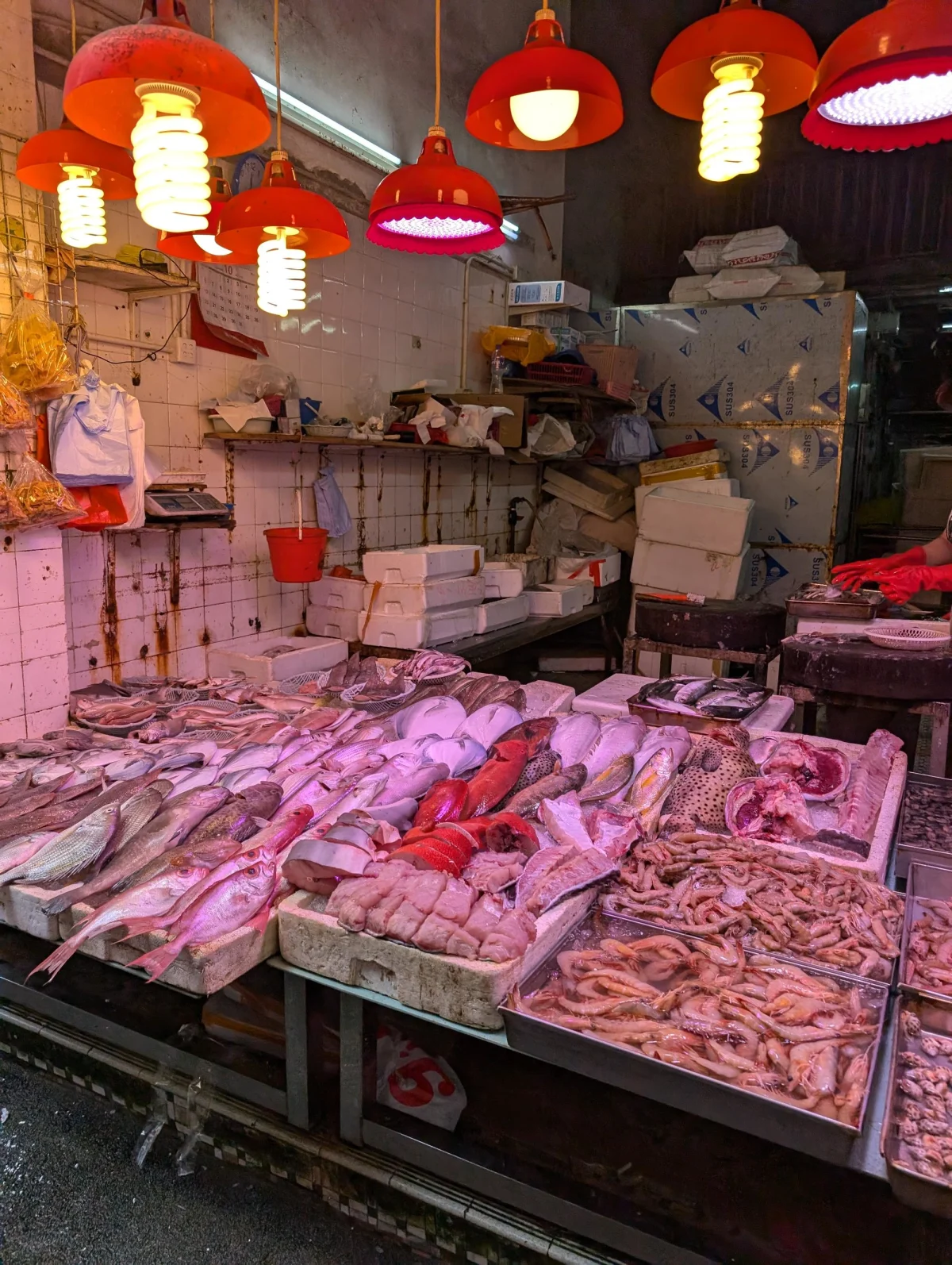 hk fish tjq5ra - Hallo Hong Kong!