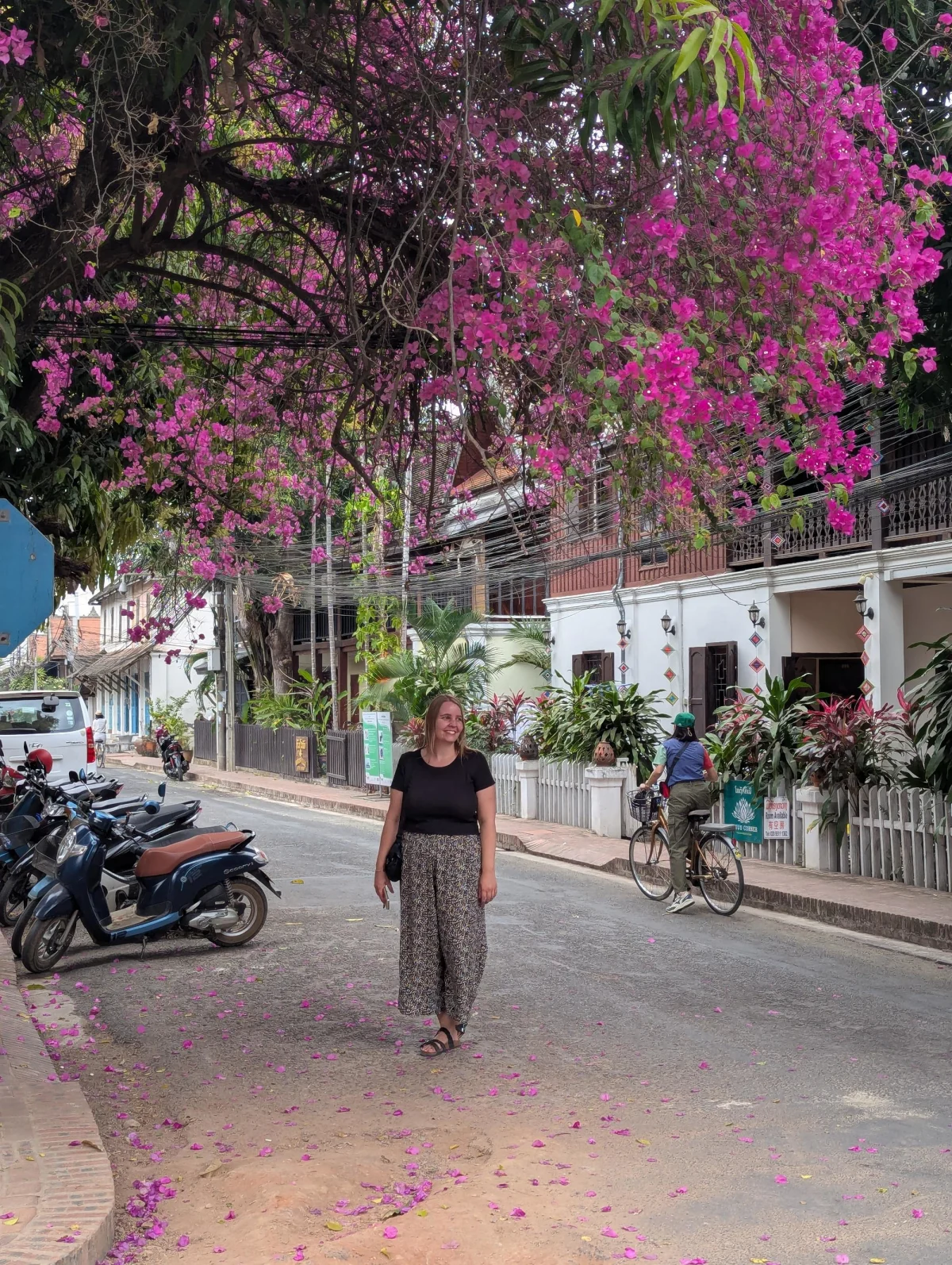 lp pink tree anna - Hallo Laos!