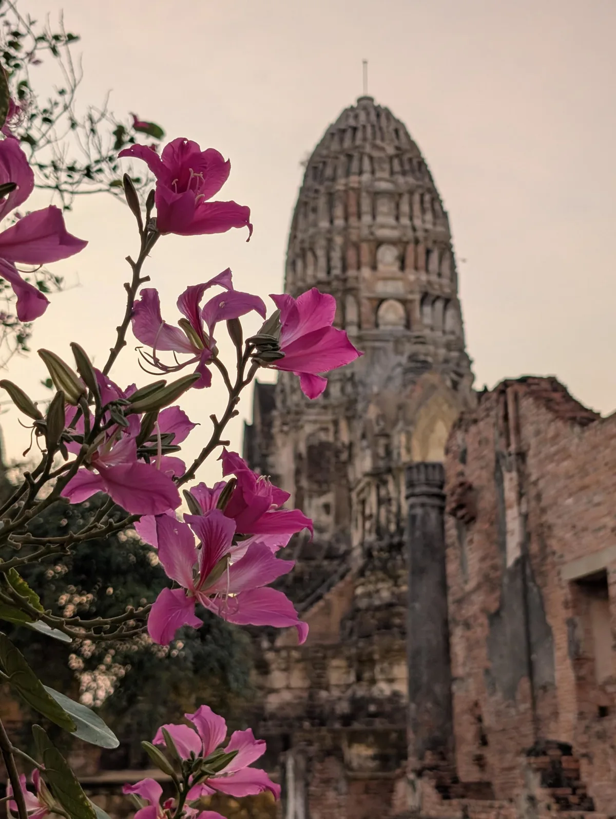 ayutthaya watratchaburana flowers qdyjdb - Nochmal Bangkok