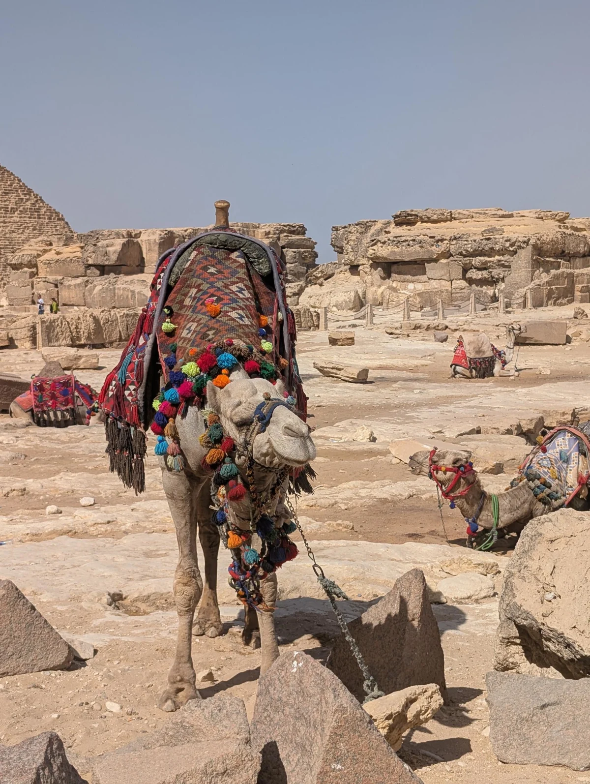 cairo camel closeup 2 htghhe - Hallo Kairo!