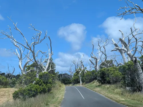 oceanroad road sfxfdl - Roadtrip!
