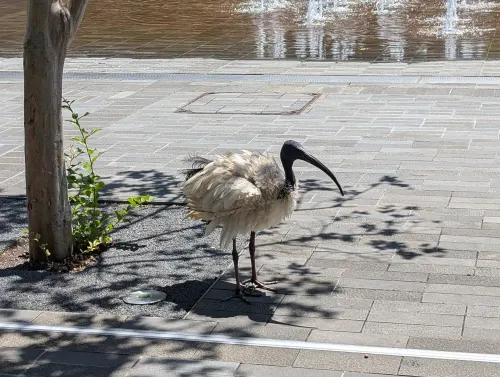 sydney ibis ltjuww - Hallo Sydney!