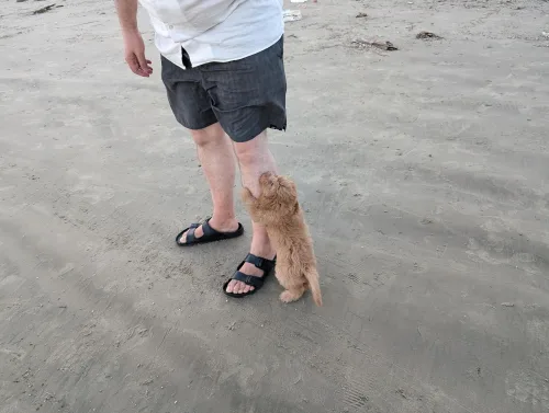 vn danang beach dog jaq73x - Hallo Vietnam!