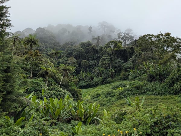 12_mys_jungle_impression_te6lko