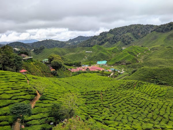 15_mys_cameron_highlands_tea_wjio1w