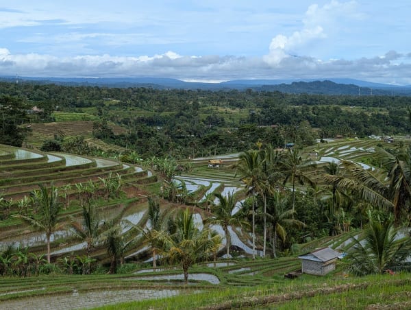 16_bali_rice_view_1_mvjjk0