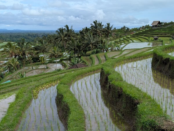 18_bali_rice_view_2_cyskd0