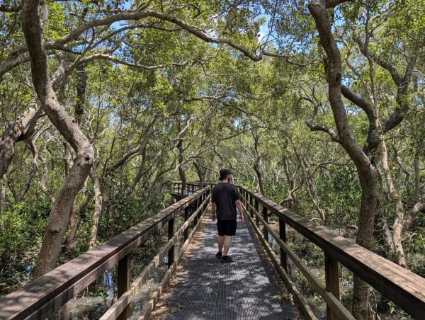 32_wynnum_mangoves_chris_qlu2df