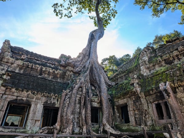 42_cambodia_ta_prohm_baum_3_jbjzsh