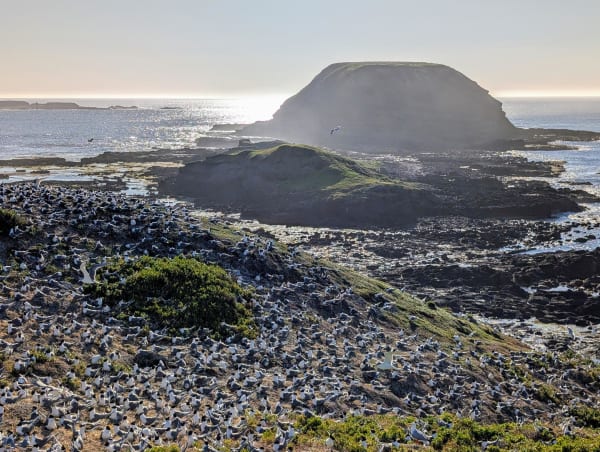 46_phillipisland_nobbies_birds_zklyzq