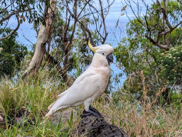 58_oceanroad_kakadu_a0hddz