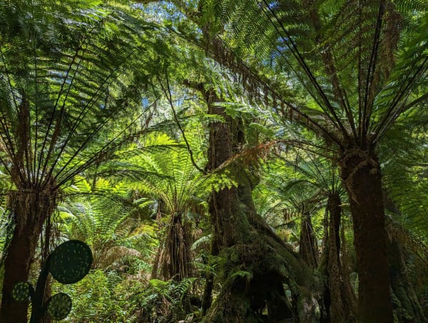 72_oceanroad_forestwalk_2_vhjmje