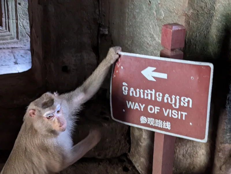 27_cambodia_angkor_thom_bayon_gang_affe_oiggjw - Hallo Kambodscha!