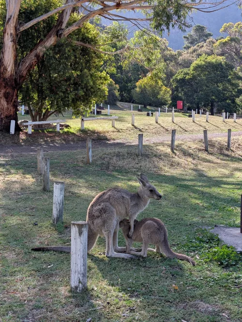 grampians hallsgap kangoroo 1 releeg - Roadtrip!