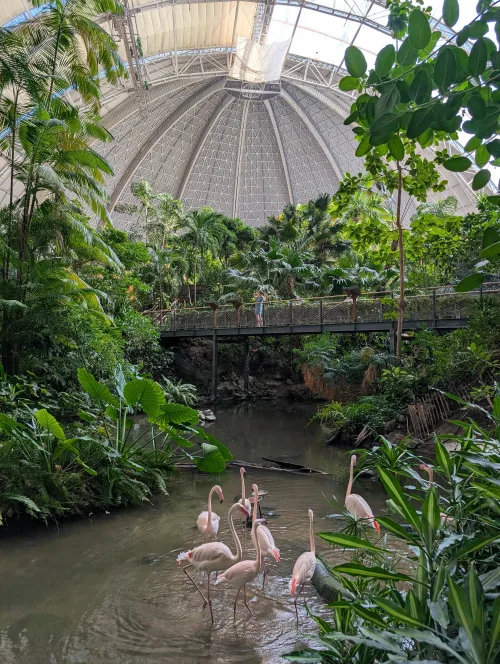 de tropical island flamingos agxzl6 - Urlaub vom Reisen