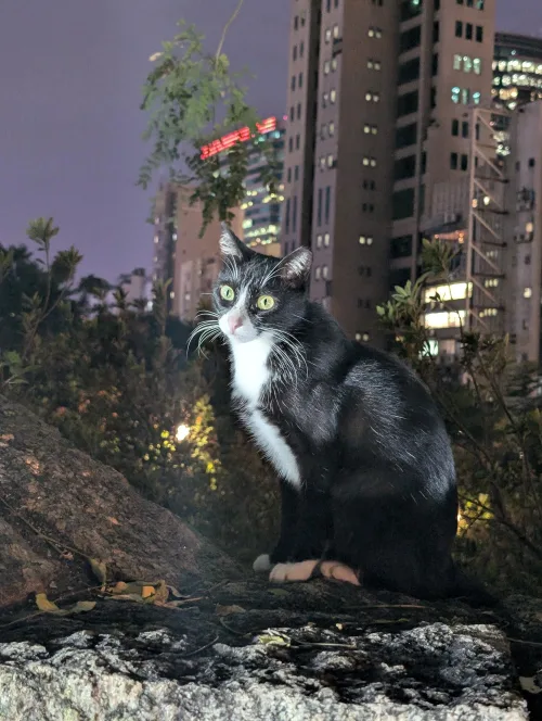 hk cat mkkkxv - Hallo Hong Kong!