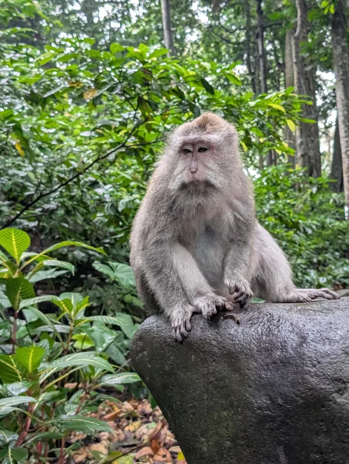 bali ubud monkeys 2 girmos - Hallo Bali!
