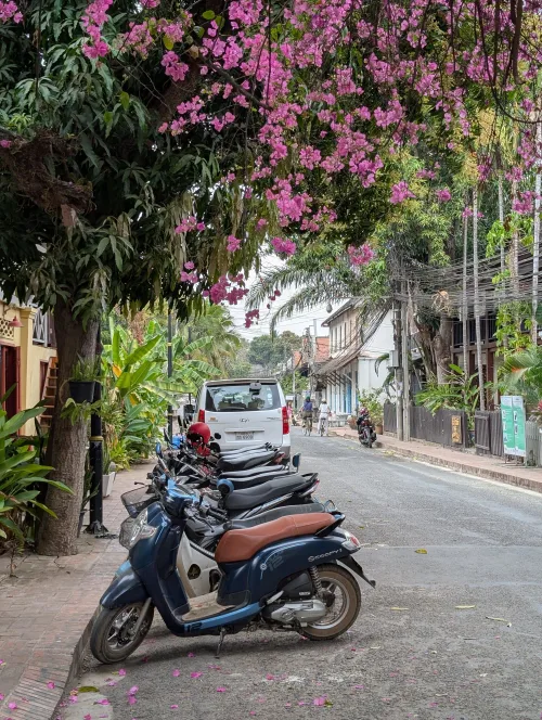 laos lp pink tree impression csxgl8 - Hallo Laos!