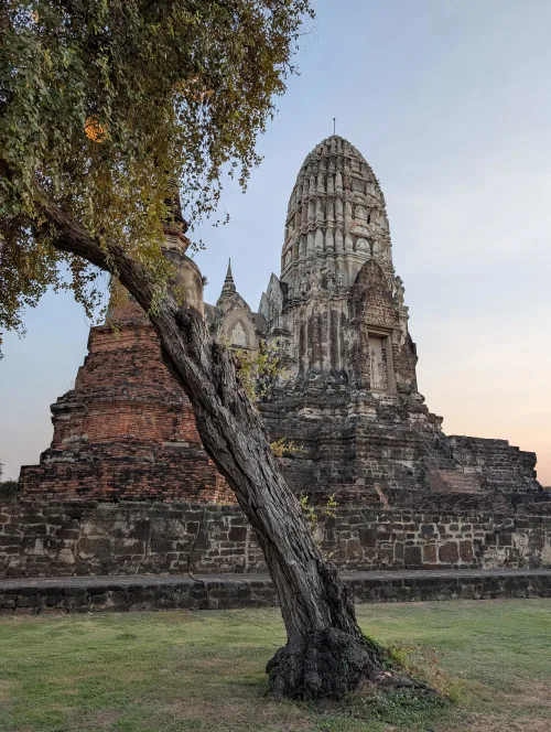 ayutthaya watratchaburana tree fxhk2r - Nochmal Bangkok