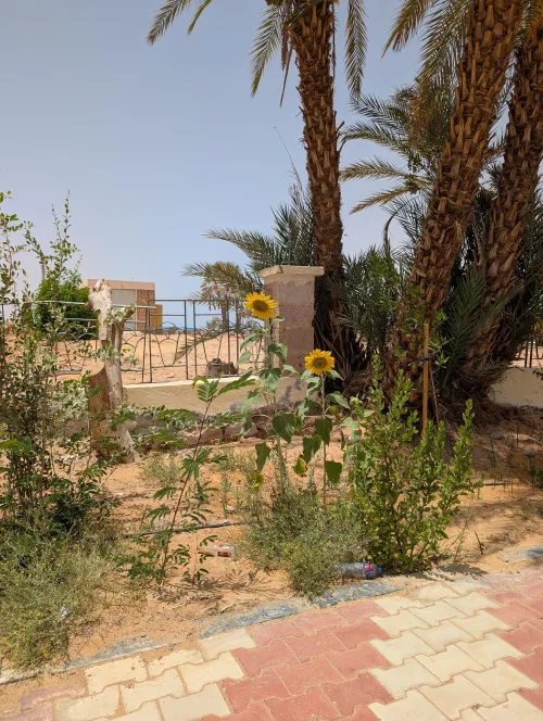 abusimbel sunflowers shklup - Aswan & Abu Simbel