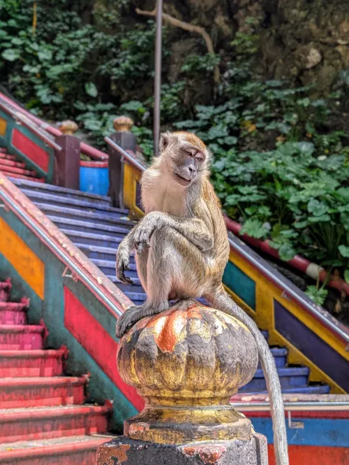 kl batu caves monkey closeup gvqqwt - Hallo Kuala Lumpur!