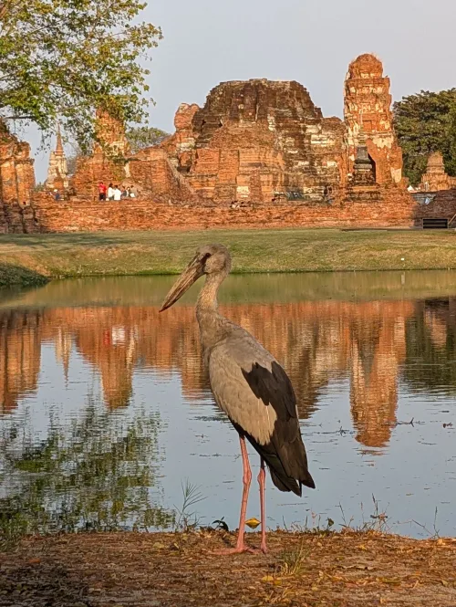 ayutthaya watsangkhapat bird 2 oz105w - Nochmal Bangkok