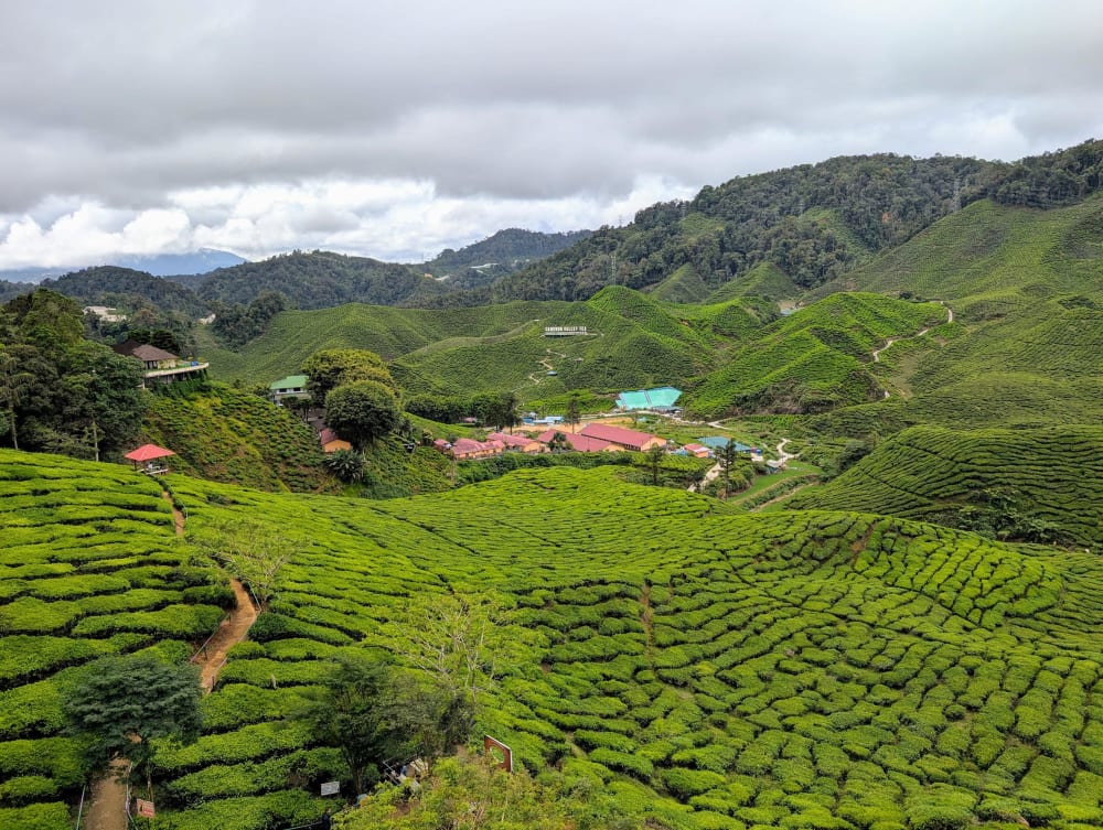 15_mys_cameron_highlands_tea_ewgwhp