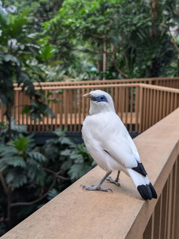 10_hk_aviary_3_xytkil