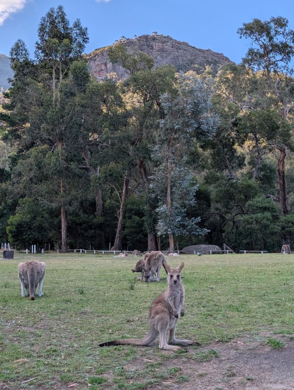 16_grampians_hallsgap_kangoroo_2_zgl5xd