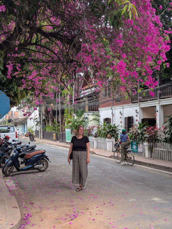 51_laos_lp_pink_tree_anna_vh6vz3
