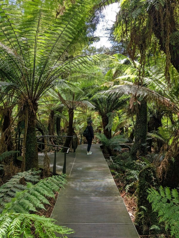 70_oceanroad_forestwalk_1_yoyort