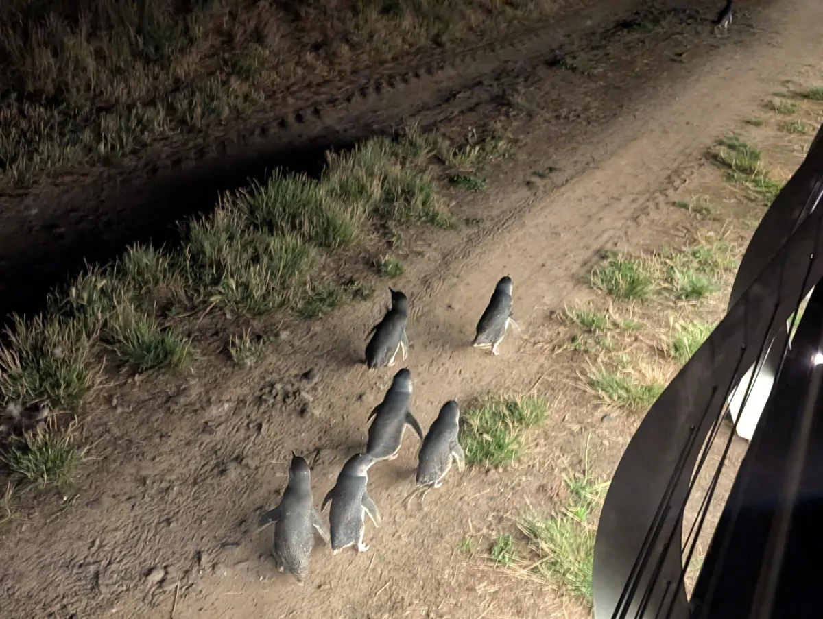 phillipisland penguinparade crowd - Hallo Melbourne!