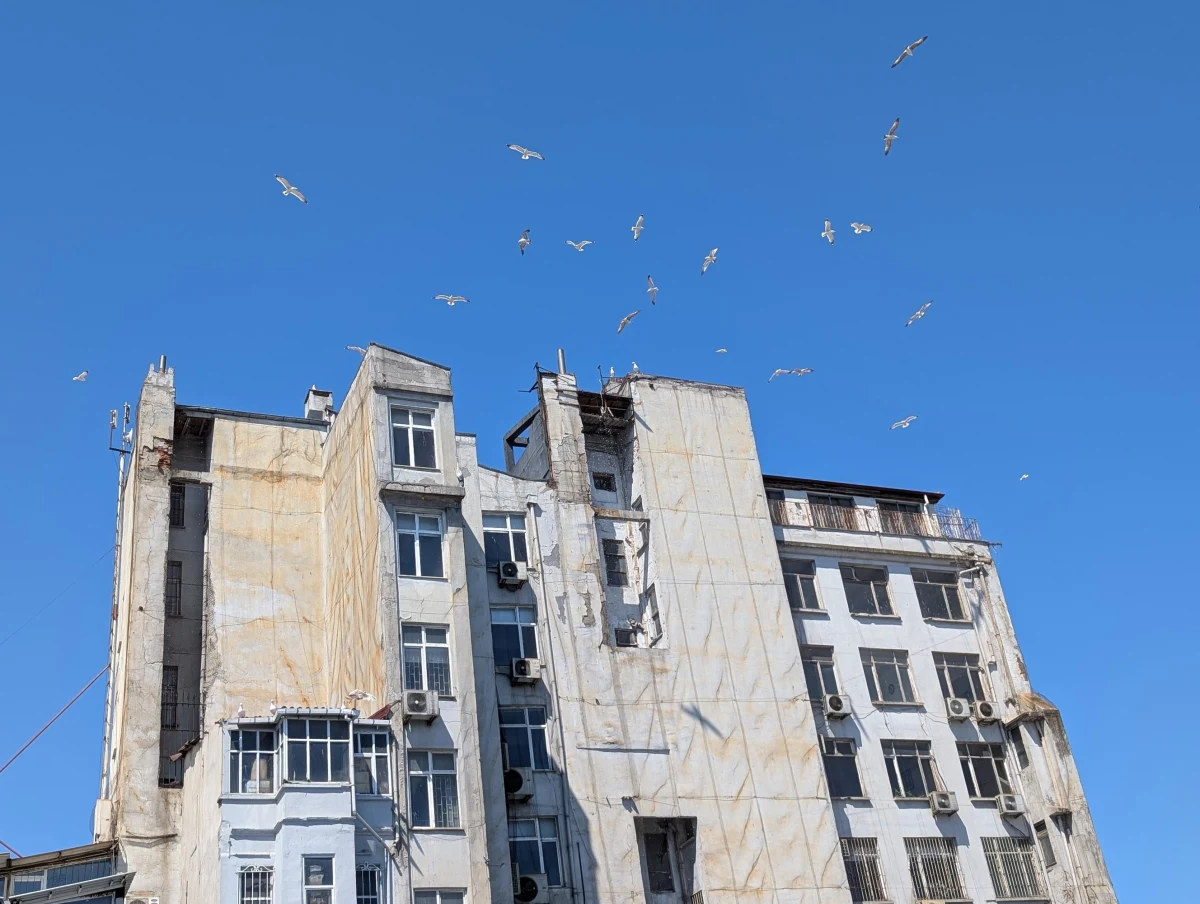 istanbul building birds umy3rp - Hallo Istanbul!
