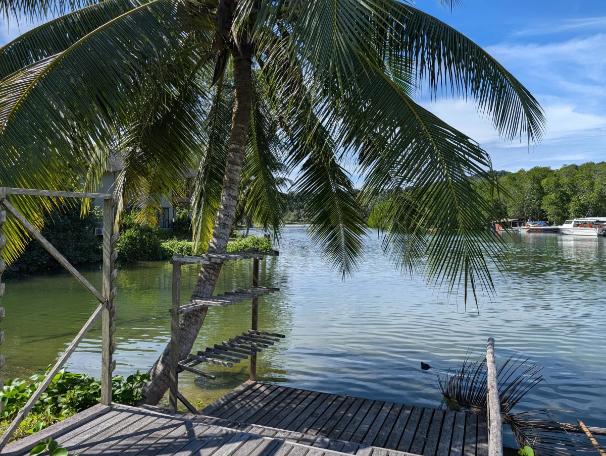 kohkood little white bird 2 tfpabc - Hallo Koh Kood!