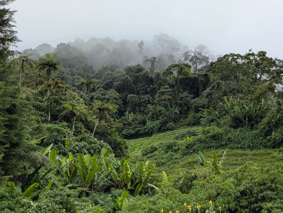 mys jungle impression te6lko - Heimweh