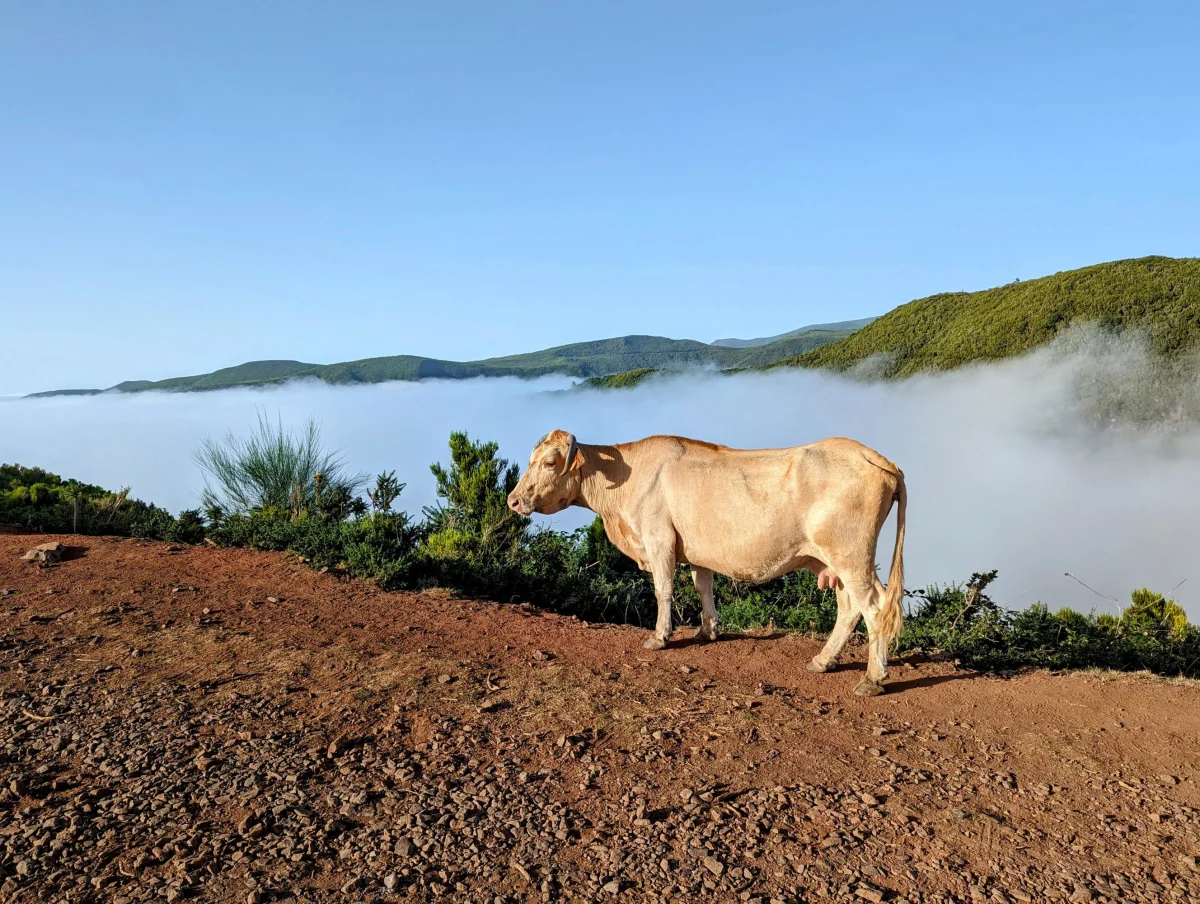 madeira wandern 4 ndfh3t - Hallo Welt!