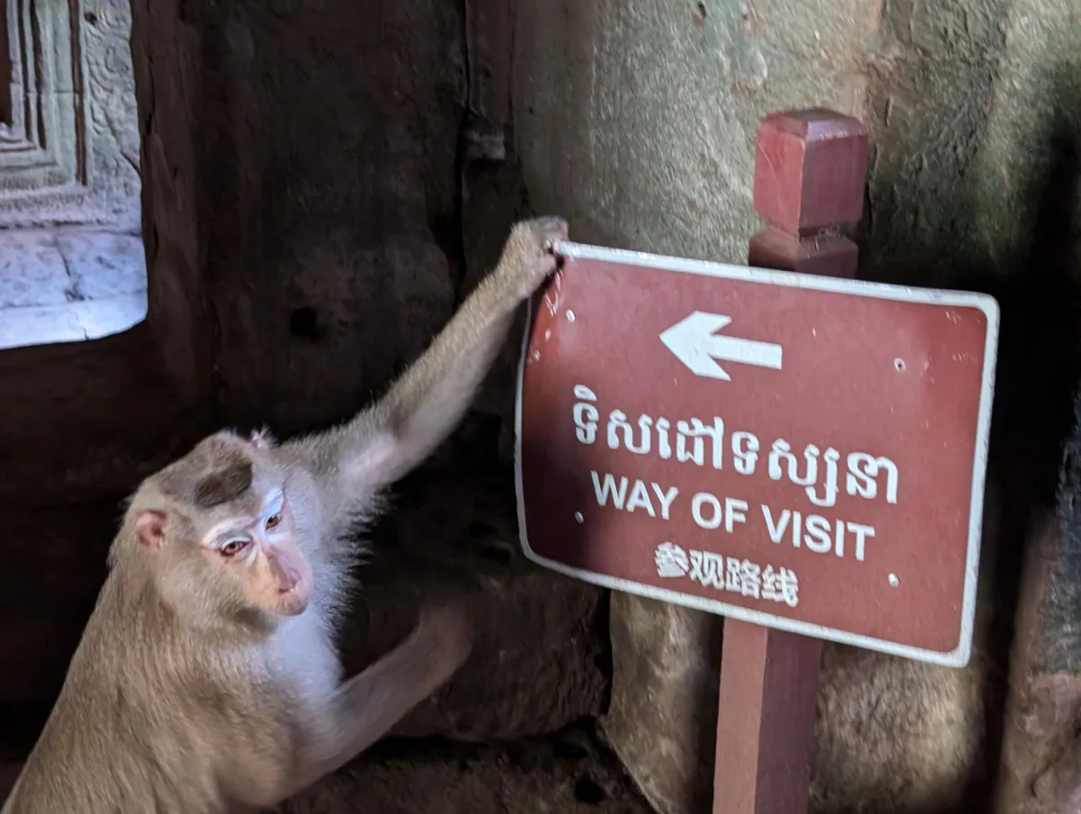 27_cambodia_angkor_thom_bayon_gang_affe_oiggjw - Hallo Kambodscha!