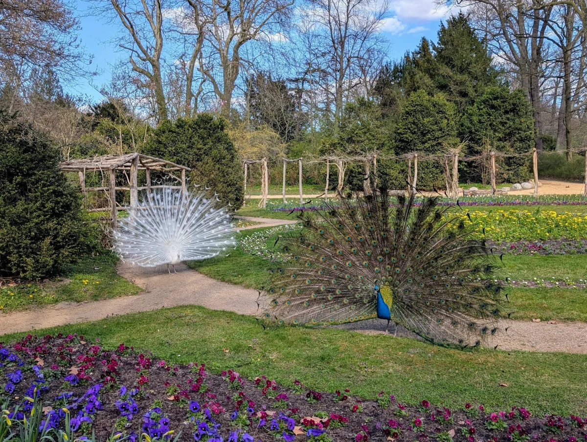 27_de_pfaueninsel_peacock_wheels_vk7iik - Urlaub vom Reisen