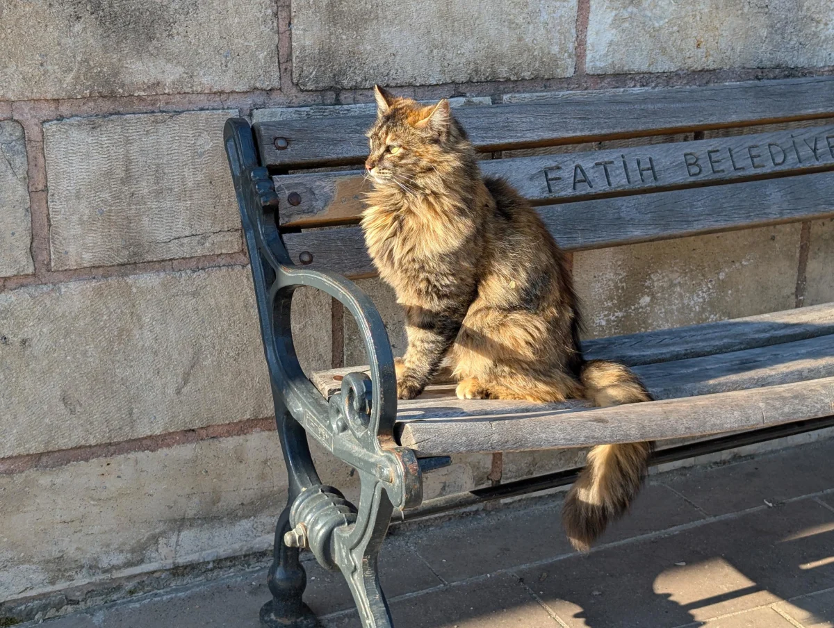 istanbul cat 3 yihuqf - Hallo Istanbul!