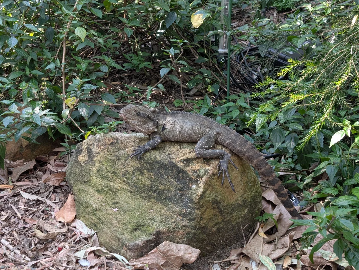 31_brisbane_park_lizard_nscovk - Kurz nach Queensland