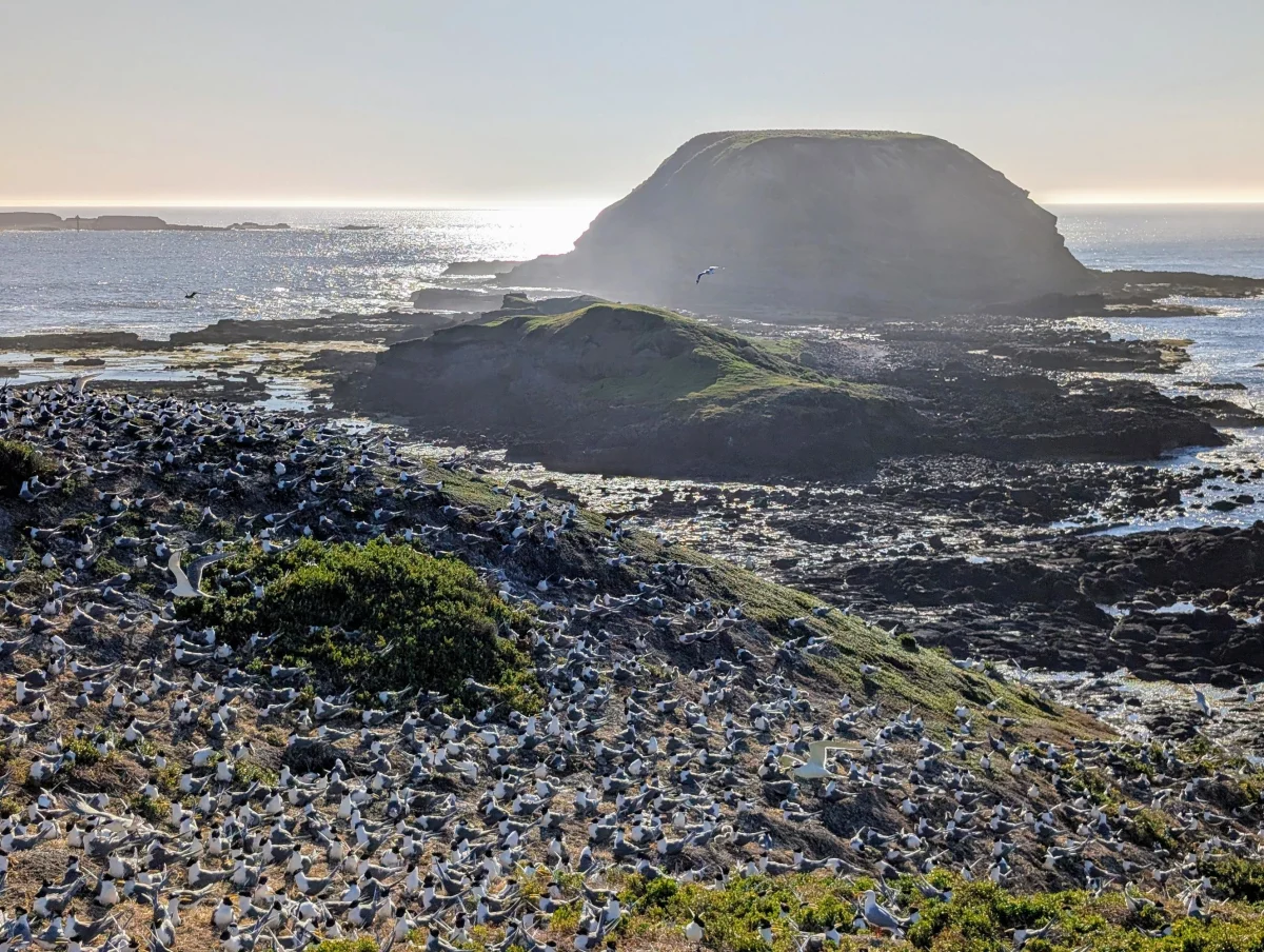 46_phillipisland_nobbies_birds_zklyzq - Hallo Melbourne!