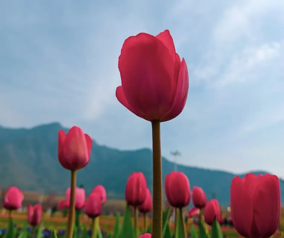 Kashmir 6