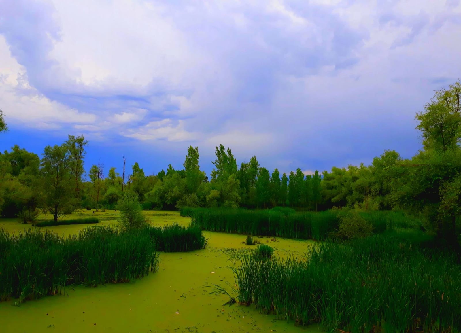 Hokersar Wetland